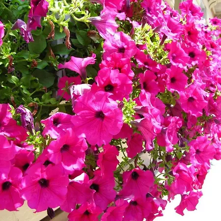 فندق Europalace